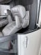 2017 Toyota Sienna XLE Premium 8 Passenger